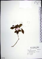 藏品(月橘)的圖片