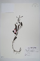 藏品(臺灣附地草)的圖片