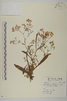 藏品(掃帚菊)的圖片