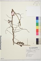 藏品(小葉黃鱔藤)的圖片