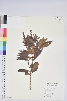 藏品(臺灣馬醉木)的圖片