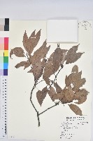 藏品(青剛櫟、鐵椆)的圖片