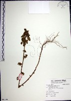 藏品(圓葉金午時花)的圖片