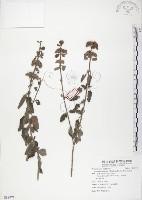 藏品(灰葉蕕)的圖片