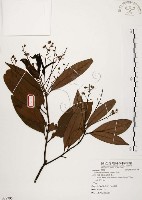 藏品(香楠)的圖片