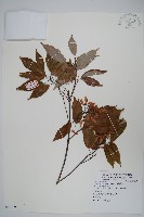 藏品(樟葉槭)的圖片