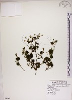 藏品(恆春金午時花)的圖片