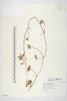 藏品(九爪藤)的圖片