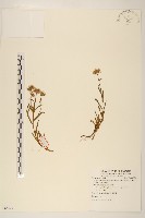 藏品(福山氏飛蓬)的圖片