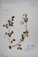 藏品(三葉五加)的圖片