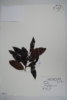 藏品(白狗山冬青)的圖片
