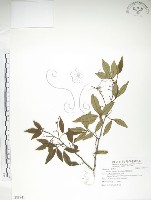 藏品(飛龍掌血)的圖片