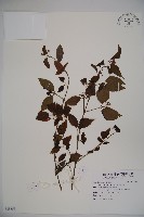 藏品(呂宋莢迷)的圖片