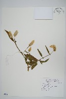 藏品(青葙)的圖片