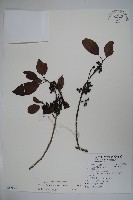 藏品(鐵冬青)的圖片