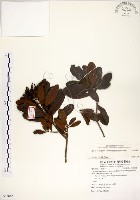 藏品(青楊梅)的圖片