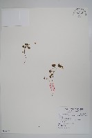 藏品(山桔梗)的圖片