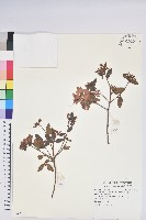 藏品(紅毛杜鵑)的圖片