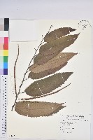 藏品(茅栗、日本栗)的圖片