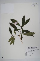 藏品(蘿芙木)的圖片