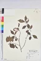 藏品(南仁五月茶)的圖片