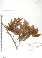 藏品(櫸、雞油)的圖片