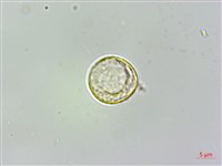 藏品(小葉石薯)的圖片