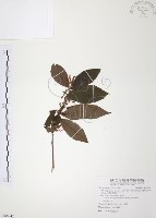 藏品(台灣山桂花)的圖片