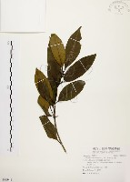 藏品(茜草樹)的圖片