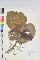 藏品(臺灣鐵莧)的圖片