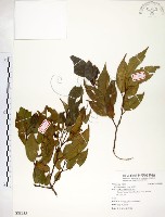 藏品(朴樹)的圖片