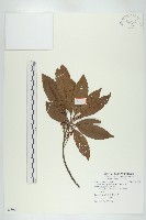 藏品(杜英、山杜英、蘭嶼杜英)的圖片