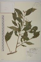 藏品(刺果衛矛)的圖片