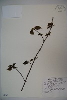 藏品(紅子莢迷)的圖片