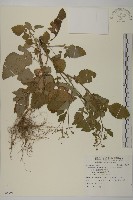 藏品(茯苓菜)的圖片