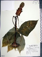 藏品(申跋、油跋、小天南星)的圖片