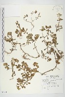 藏品(台灣佛甲草、石板菜)的圖片