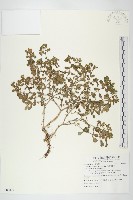 藏品(台灣佛甲草、石板菜)的圖片