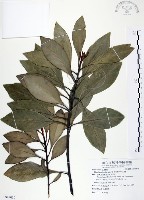 藏品(山欖、樹青)的圖片