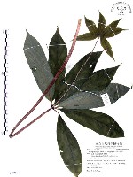 藏品(七葉一枝花)的圖片