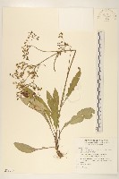 藏品(刀傷草)的圖片