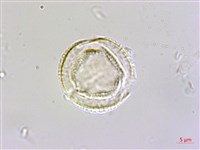 藏品(呂宋莢迷)的圖片