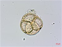 藏品(金毛杜鵑)的圖片