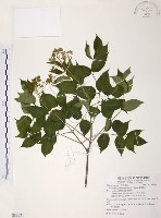 藏品(野鴉椿)的圖片