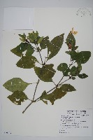 藏品(長花九頭獅子草、山藍)的圖片