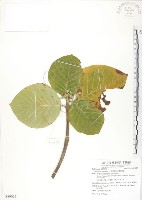 藏品(葛塔德木、欖仁舅)的圖片