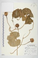 藏品(天茄兒)的圖片