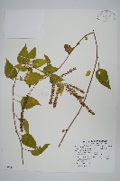 藏品(漿果莧、紐藤)的圖片