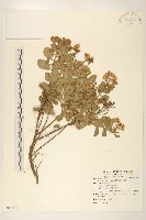 藏品(鯽魚膽、闊苞菊)的圖片