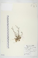 藏品(玉山筷子芥)的圖片